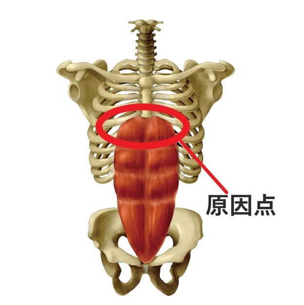 その原因は実は腹筋だとご存じですか？