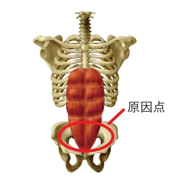 その原因は実は腹筋だとご存じですか？