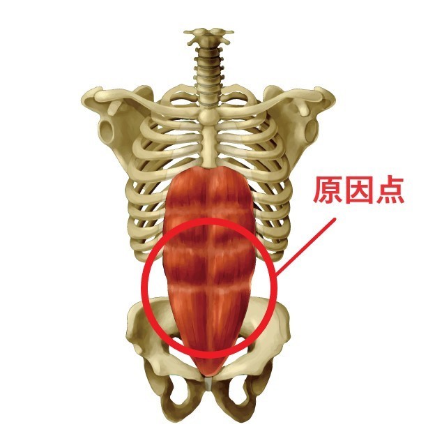 過敏性腸症候群の本当の原因は？