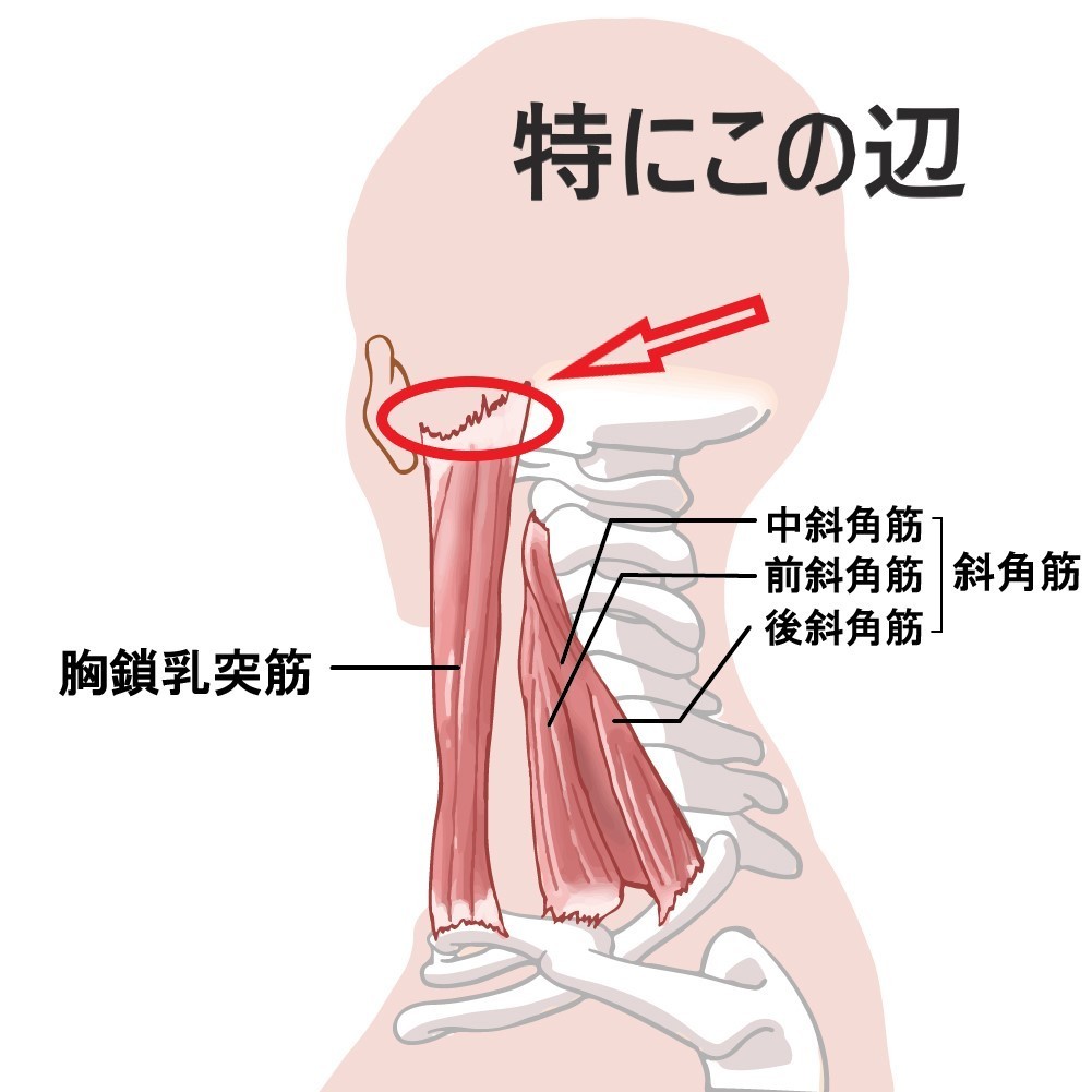 内耳へのリンパの流れで重要な箇所